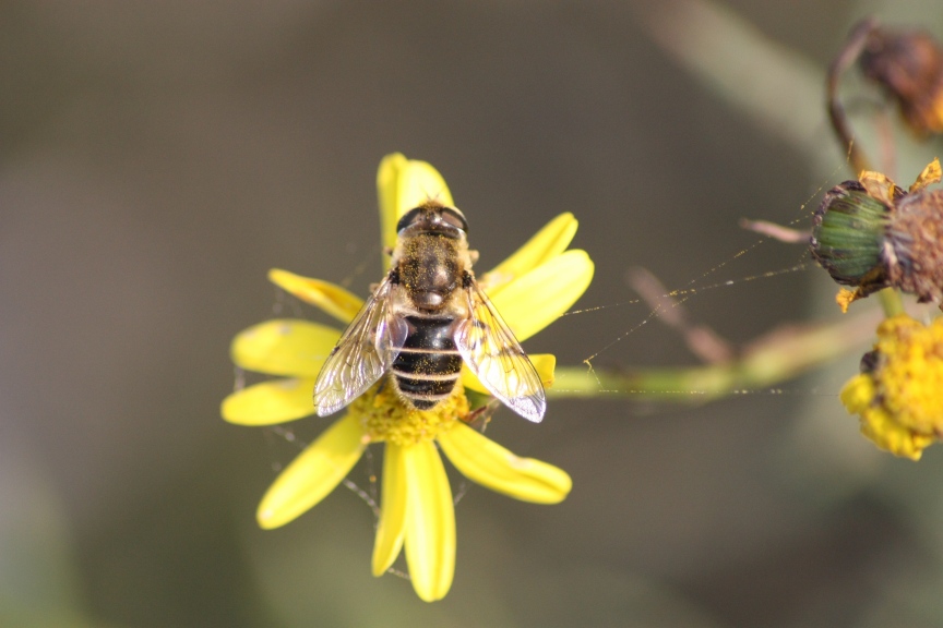 Eristalis sp.